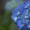紫陽花