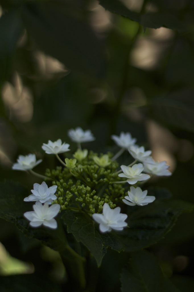 紫陽花