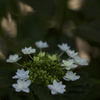 紫陽花