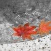 水に浮かぶ紅葉