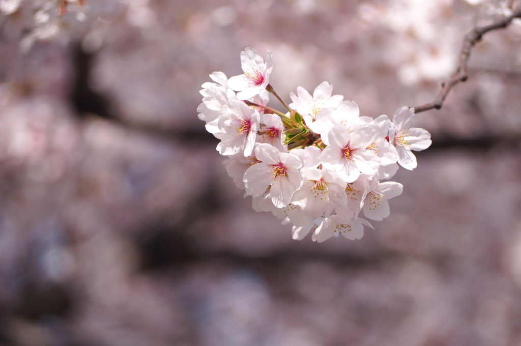 桜