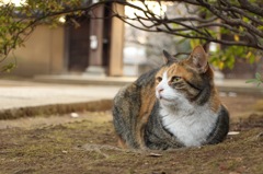 お寺の猫