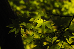 木漏れ日を受ける紅葉の葉