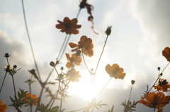 夕日の花