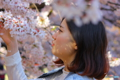桜を愛でる