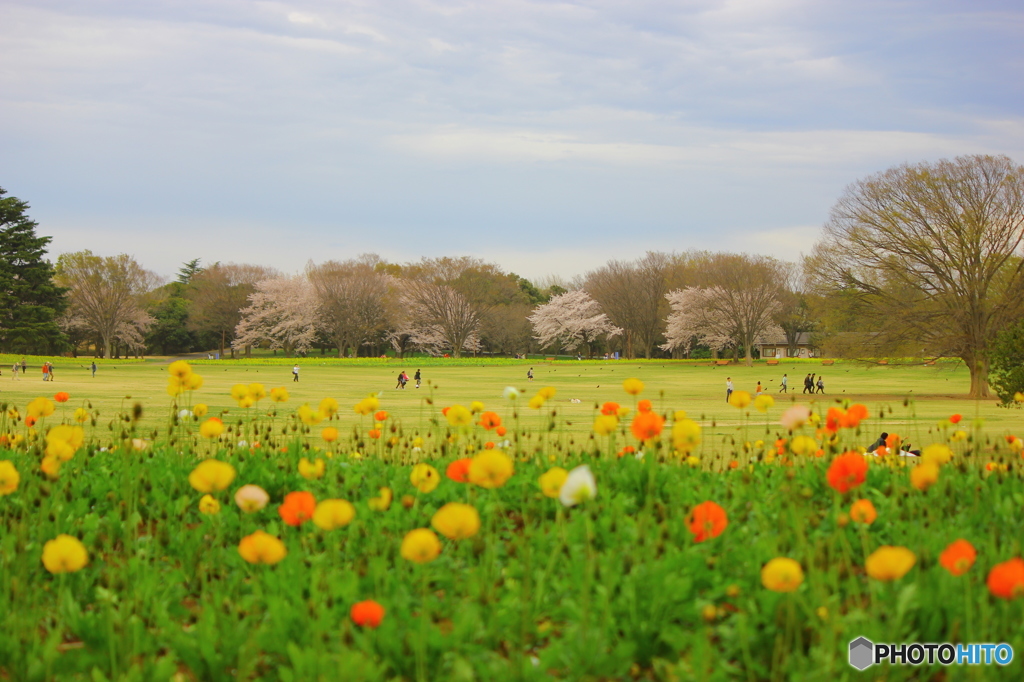 春の昭和記念公園