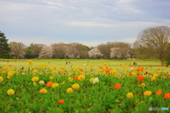 春の昭和記念公園