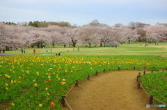 春の昭和記念公園②