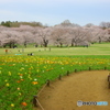 春の昭和記念公園②