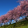 早咲きの緋寒桜1