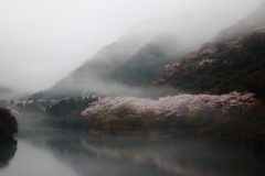 霧桜