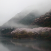 霧桜