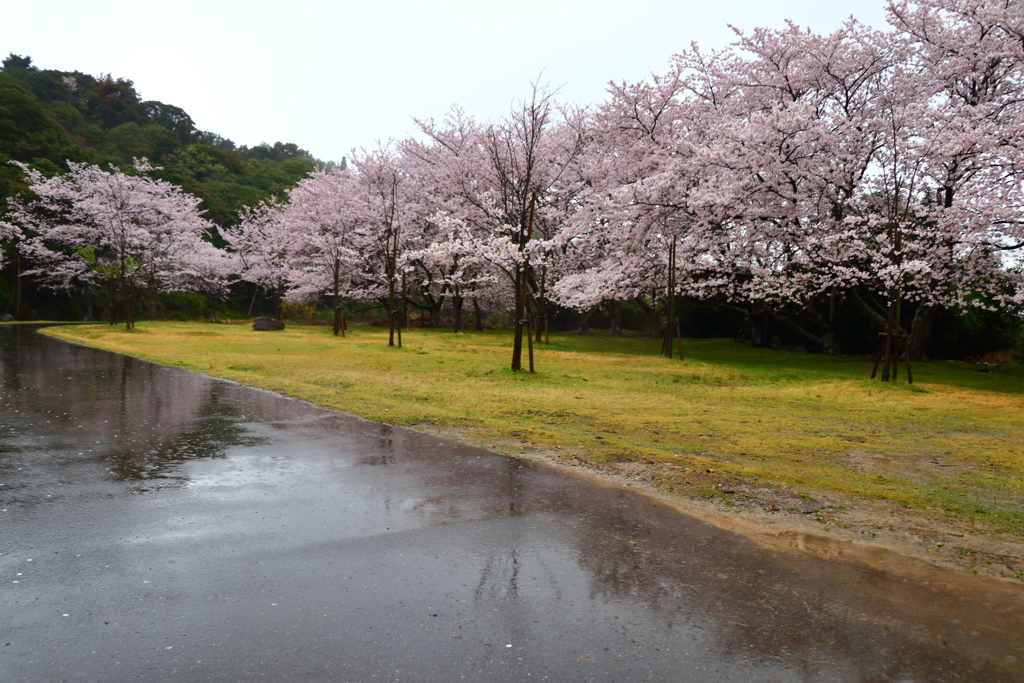 雨桜