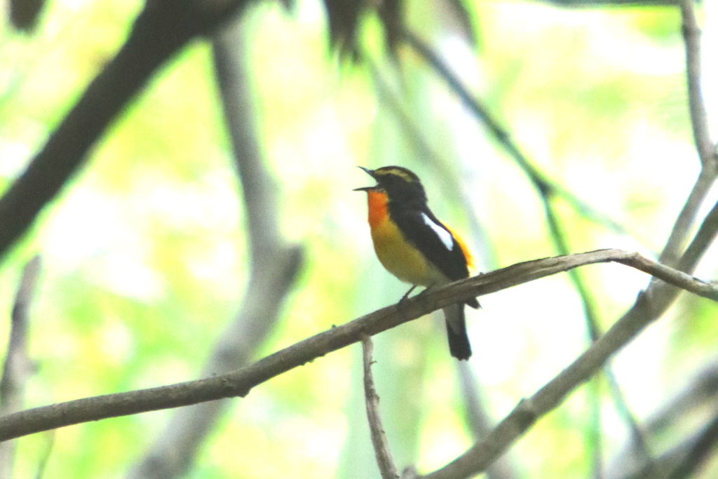 キビタキ～野鳥への挑戦～