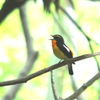 キビタキ～野鳥への挑戦～