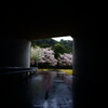 隧道桜