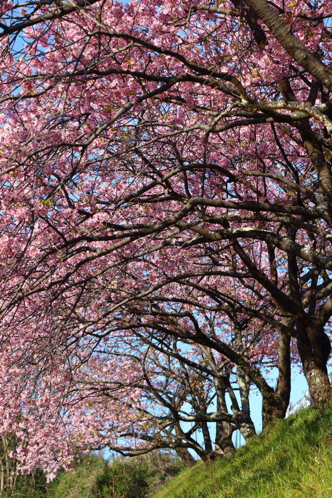 早咲きの緋寒桜2