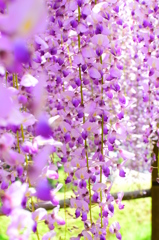 藤の花