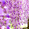 藤の花
