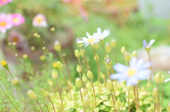 Blumen in einer Garten