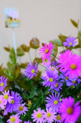violette Blumen
