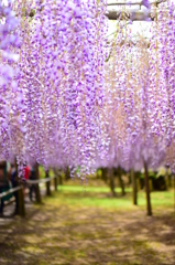 藤の花