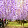 藤の花