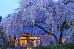 しだれ桜と鐘