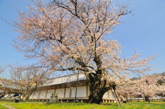 晴天に桜