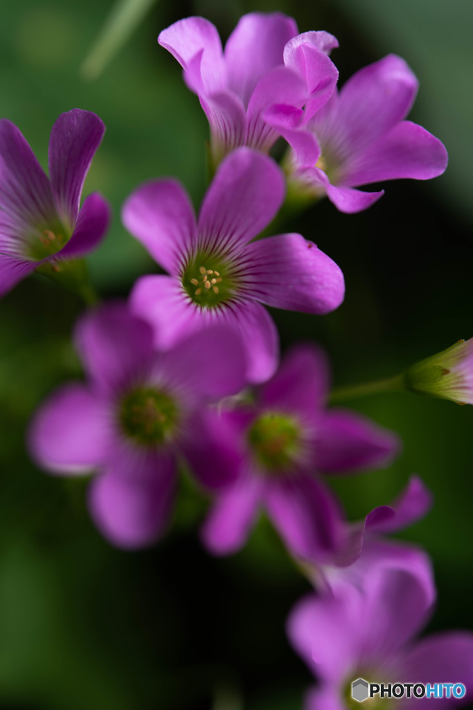 DSC_4049-1