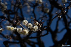 DSC00274-1