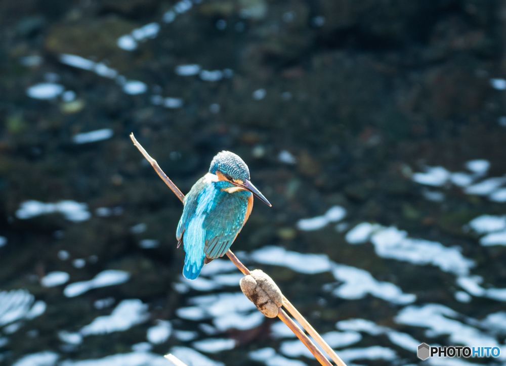 DSC_5264-1