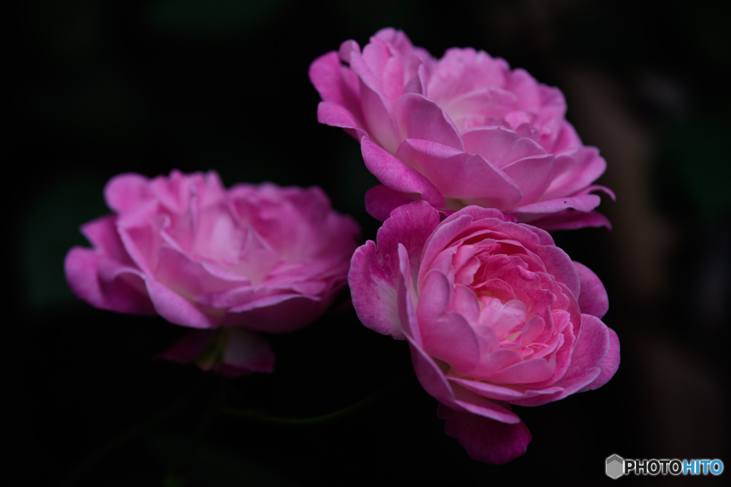 DSC_0497-1