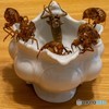 DSC01598-1