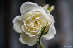 DSC00442-1