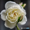 DSC00442-1