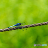 DSC_4019-1