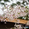 DSC_5377-1