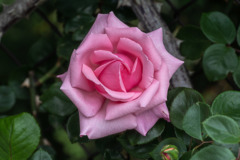 DSC_1477-2
