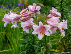DSC00513-1