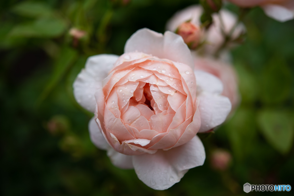 DSC_4806-1