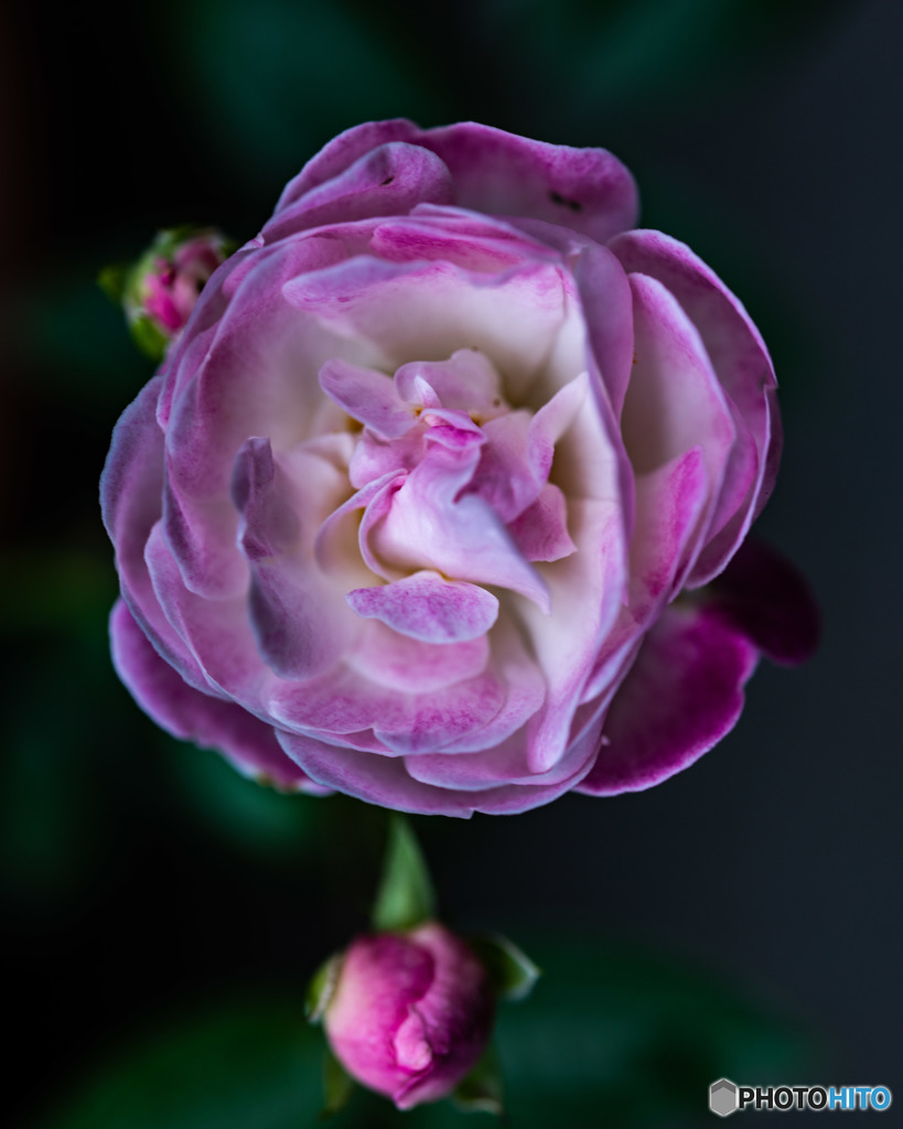 DSC_3820-3