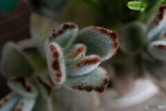 DSC_5436-1