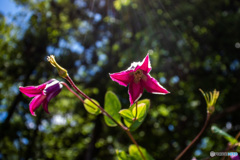 DSC_1907-1