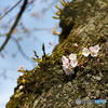 桜の試し咲き