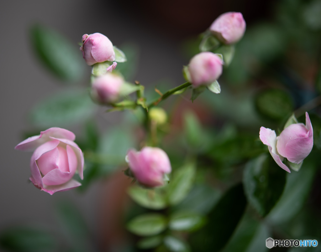 DSC_5453-1-2