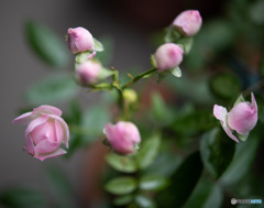 DSC_5453-1-2