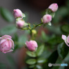 DSC_5453-1-2
