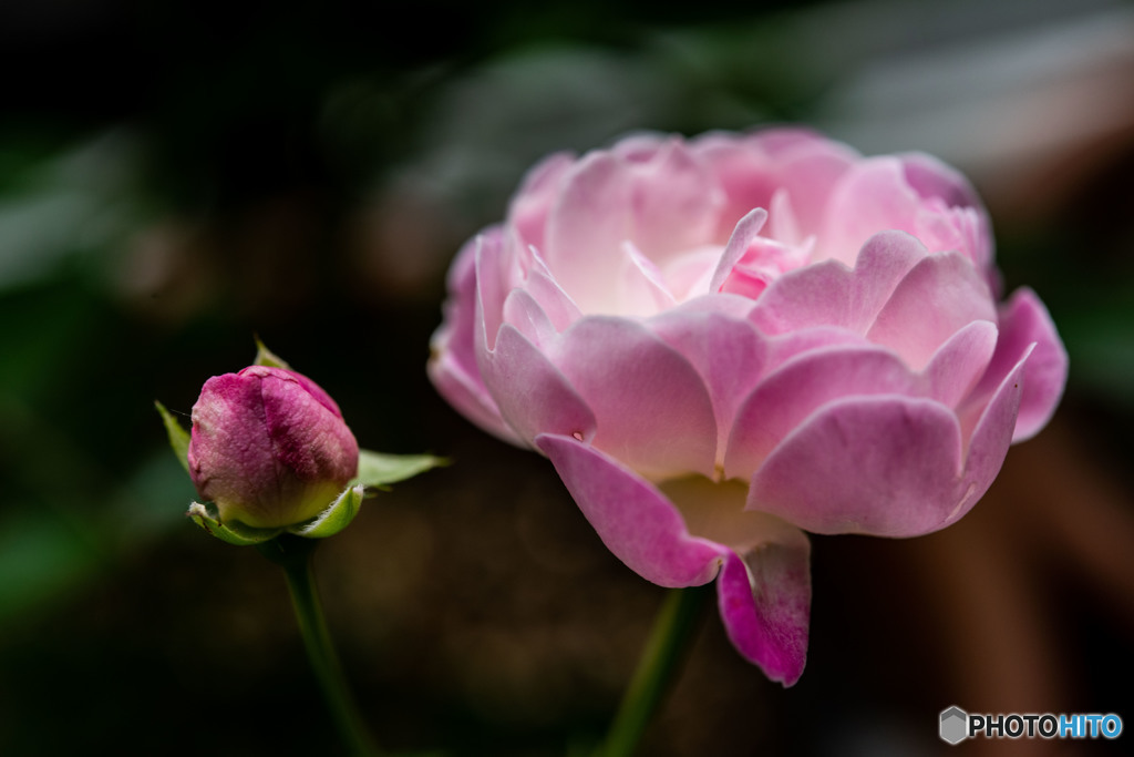 DSC_3825-3