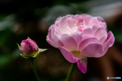 DSC_3825-3